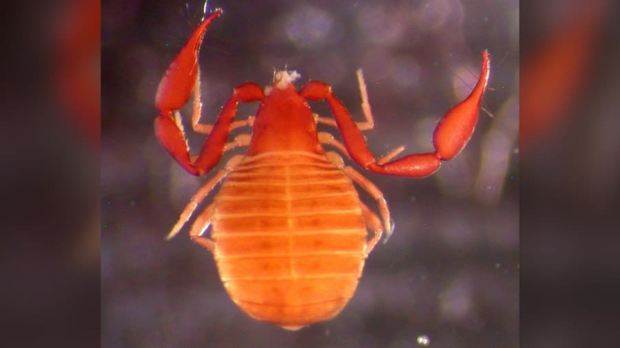 Family discovers new cave-dwelling species in Boulder