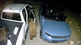 Video: Bears act like they own the place as they rummage through Lake Tahoe vehicles