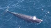Endangered whale spotted in western Gulf faces industrial dangers