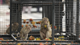 Thai town maddened by marauding monkeys launches plan to lock them up and send them away
