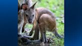 ‘A hoppy occasion’: Wallaby joey born at Pittsburgh Zoo & Aquarium