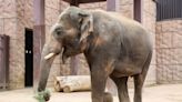 Denver Zoo welcomes new elephant from Houston Zoo to bachelor herd
