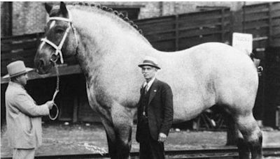 World’s biggest horse ‘Sampson the Mammoth’ weighed as much as a car