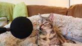 超響馬達！英國14歲虎斑貓打破金氏世界紀錄成呼嚕王 媽笑「牠比電視還吵」