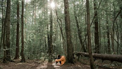 Un petit garçon de 4 ans se perd dans les bois pendant 24 heures, l'issue est miraculeuse