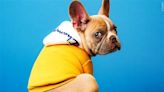 Nationwide says it’s dropping thousands of pet insurance policies due to inflation – KION546