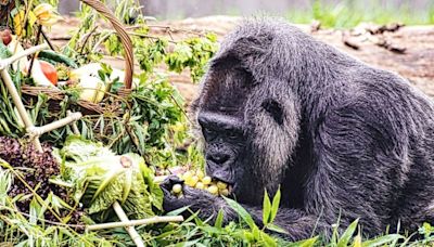 Berlin Zoo gorilla, believed to be oldest in the world, turns 67