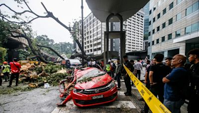 Claim damages from local councils, housing minister tells casualties of toppled trees