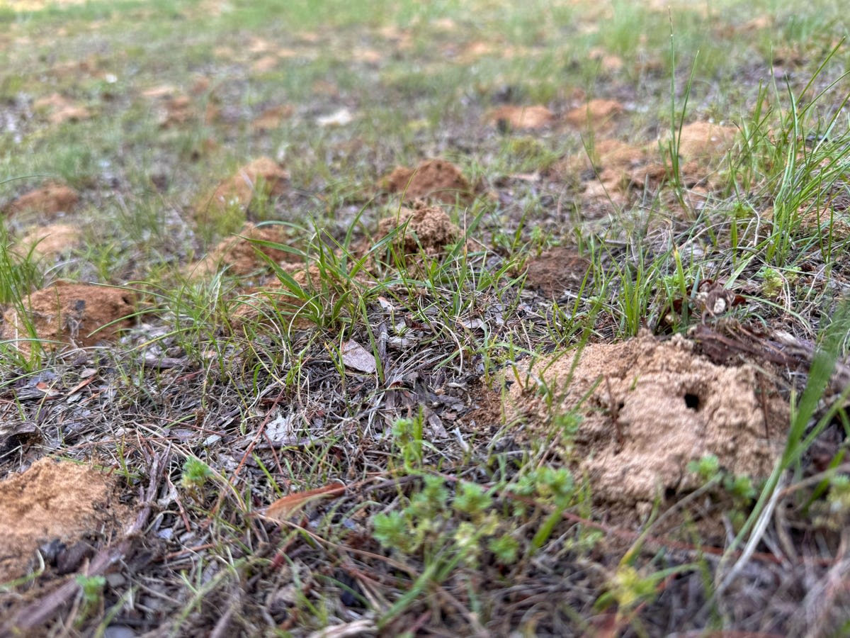 Blue-Eyed Cicada is Spotted as Cicada-Geddon Double-Brood Event Continues