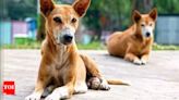 Pet dog lost 200km from home, returns 4 days later | Hubballi News - Times of India