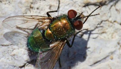 Expert’s method to get rid of flies in house 'at the source' with kitchen item