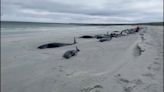 No comment : 77 baleines échouent sur une plage en Ecosse
