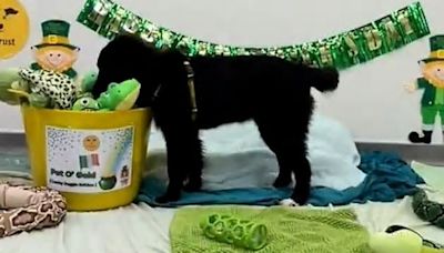 Watch: Dogs Trust Ireland treat dogs to their own Leprechaun's Pot o’ Gold, filled with toys