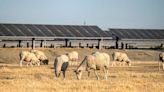 As California cracks down on groundwater, what will happen to fallowed farmland? | Dan Walters