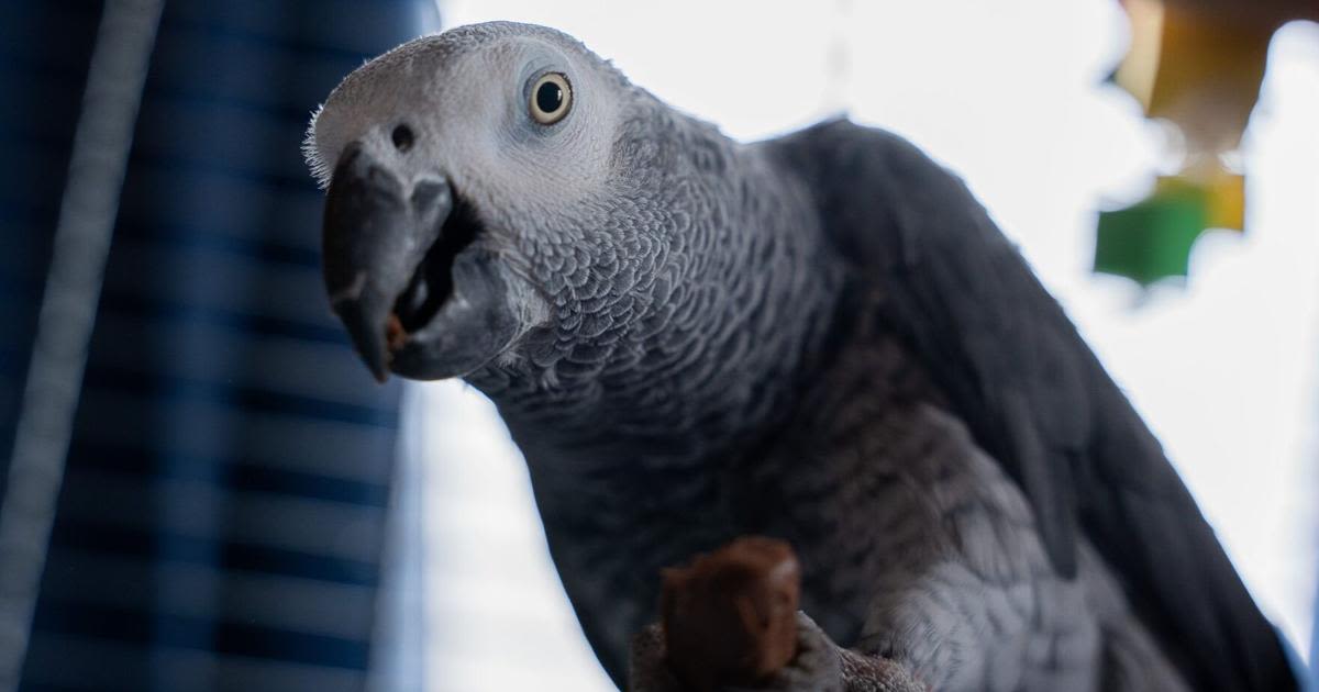 Meet the rowdy pub parrot – who shouts his favourite word ‘w*****’ at the bar