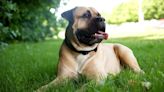 The Most Popular Mastiff Breeds