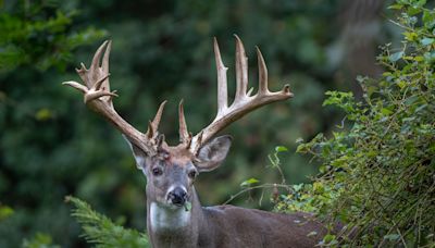 Hunter to serve jail time for killing Richmond’s beloved ‘Hollywood buck’