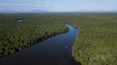 Rio de Janeiro bay reforestation shows mangroves' power to mitigate climate disasters