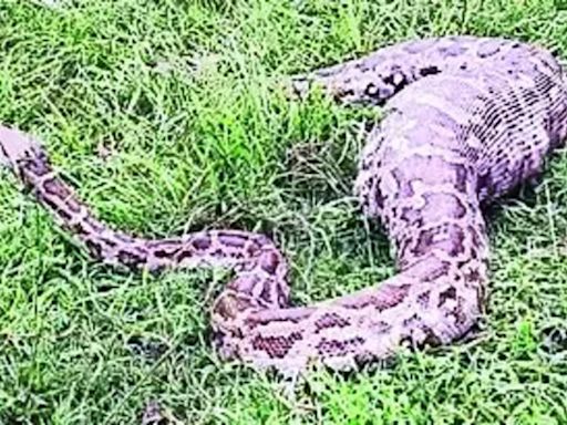 Python swallows goat in Ganjam | Bhubaneswar News - Times of India