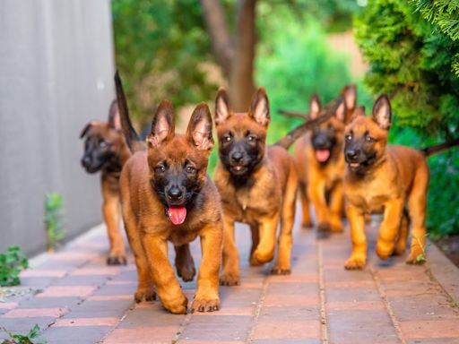 Belgian Malinois Puppies Join Yoga Class and the Cutest Chaos Ensues