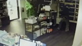 Video shows thieves busting into Hollywood shop, stealing $15K in perfume