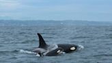 Boaters encouraged to stay 1000 yards away from endangered Southern Resident Orcas | Islands' Sounder
