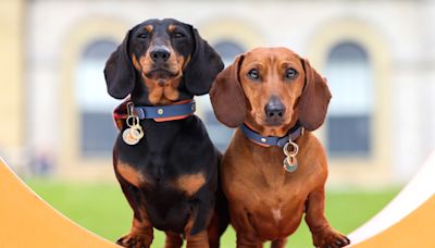 In Pictures: Dogs enjoy day out with their owners at annual Goodwoof event