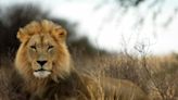 Jacob : pourquoi les scientifiques disent-ils que ce lion a eu "neuf vies" ?