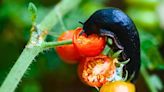 Slugs will stay out of gardens if you water plants at the correct time in summer