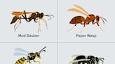 How to Prevent and Get Rid of Wasps, Including a Guide to the Most Popular Types