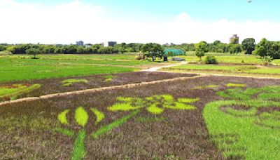 桃園4公頃彩繪繪稻田10月登場 可愛圖騰初現雛型 | 溪海花卉 | 農業局 | 大紀元