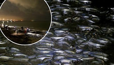 Fish orgies taking over California beaches during full moon — the strange reason why revealed