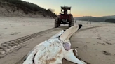 Massive 15ft great white shark washes up on beach after being eaten by even bigger predator