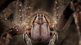 Fact Check: Can a Bite From a Brazilian Wandering Spider Cause a Four-Hour Erection?