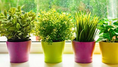 Stop flies and mosquitoes coming into your home with 4 houseplants they hate