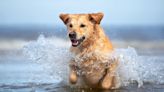 Funny Golden Retriever's Love of 'Starfish Hunts' Near Waterfront Home Is Too Cute