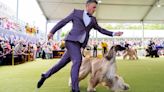 Pooches put their best paw forward with the 148th Westminster dog show underway