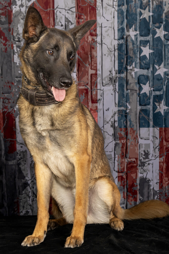 RCSD K9 Wick struck and killed during a chase on I-77