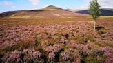 Public urged to help buy England's highest nature reserve Skiddaw Forest