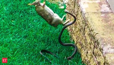 Snake-Rabbit fight causes traffic snarl in South Carolina