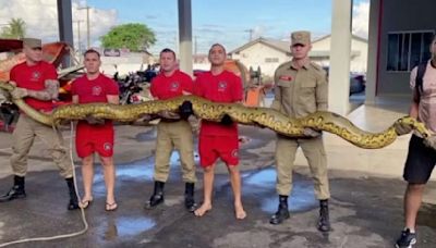 16 Feet Long Anaconda Rescued From Highway After Suffering Wounds