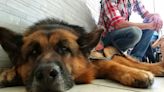 Atlas, “el perro maravilla” que llegó para salvarle la vida a un marine con trastorno de estrés postraumático