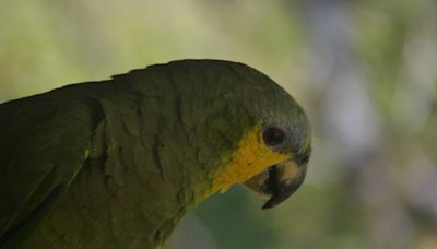 Psitacose: o que sabemos sobre febre dos papagaios e o misterioso surto de pneumonia na Argentina