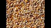 Subsidy on 2.3K-quintal hybrid maize seeds for state farmers