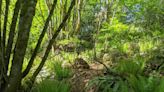 New public trails are coming to 50 acres of preserved salmon habitat in Pierce County