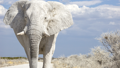 Escaped Circus Elephant Stops Traffic in Montana