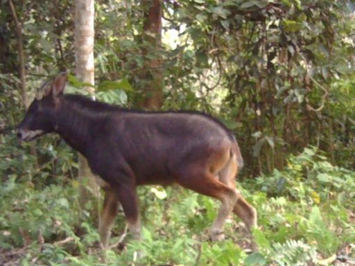 Antelope-like mammal from Bhutan recorded at lowest elevation in Assam