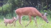 Why you might see more white-tailed fawns on the move, and more in the latest Manitowoc outdoors report