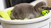 Photos: Penguin chick hatches at Akron Zoo