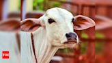 Habeas corpus petition filed in Andhra Pradesh high court seeking production of 195 bovine family animals | Vijayawada News - Times of India